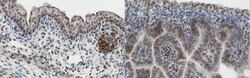 MilliporeSigma anti-SOX2; Polyclonal; (Chemicon ) 100&mu;g; Unlabeled:Antibodies,